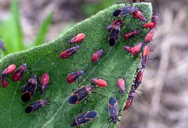 Box Elder Bugs invading the leaves of a tree.