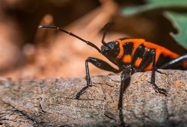 Image of a Box Elder Bug on a branch.