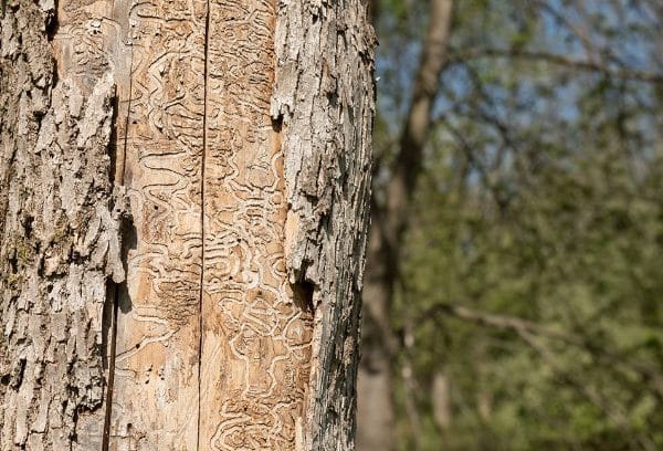 Damage to a tree from Emerald Ash Borer beetles.