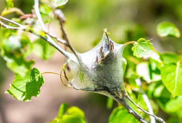 Image of a Gypsy Moth nest on the branches of a tree.