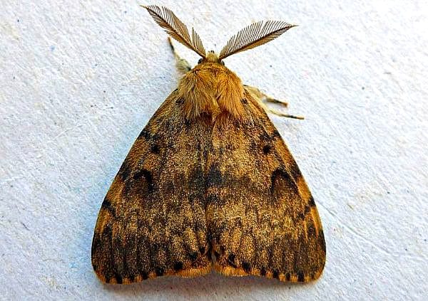 Image of Gypsy Moth on the side of a building.