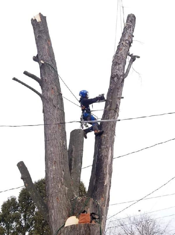 Worker cutting down a tree trunk a piece at a time.