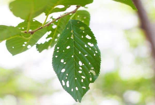 Damage from Japanese Beetles on a leaf in a residential area.