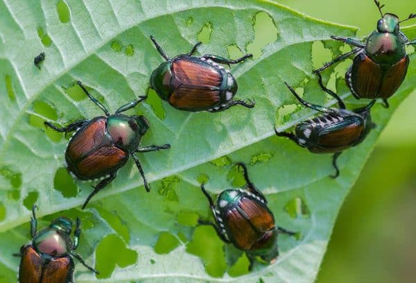 Japanese Beetles eating a leaf in a residential area.