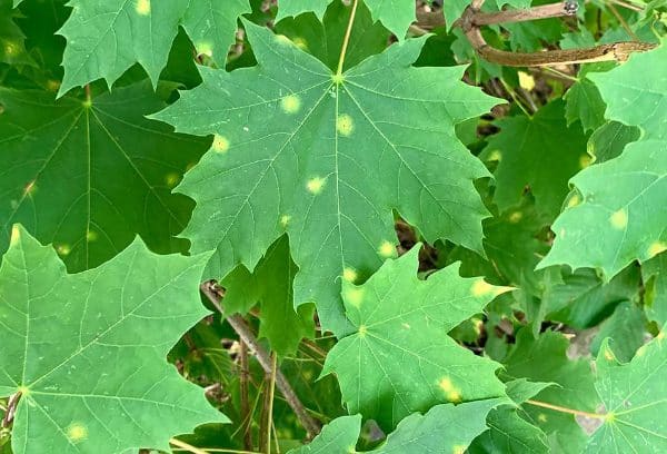 Image of Maple Tar Disease showing spotting on the leaves.