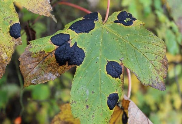 Image of Maple Tar Disease showing spotting on the leaves.