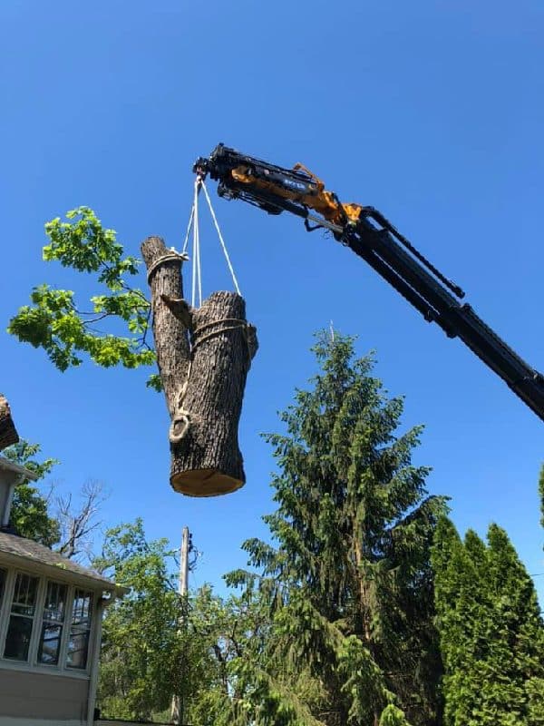 Large boom lift removing huge tree trunk.