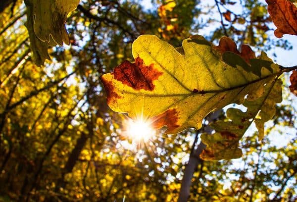 Image of Oak Wilt Leaf Disease affecting an Oak Tree.