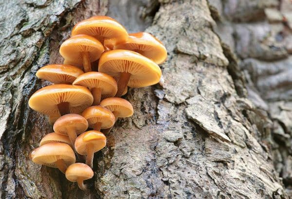 Fungus growing on a tree.