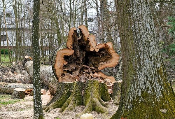 Tree with Fungus rot is cut down for removal.