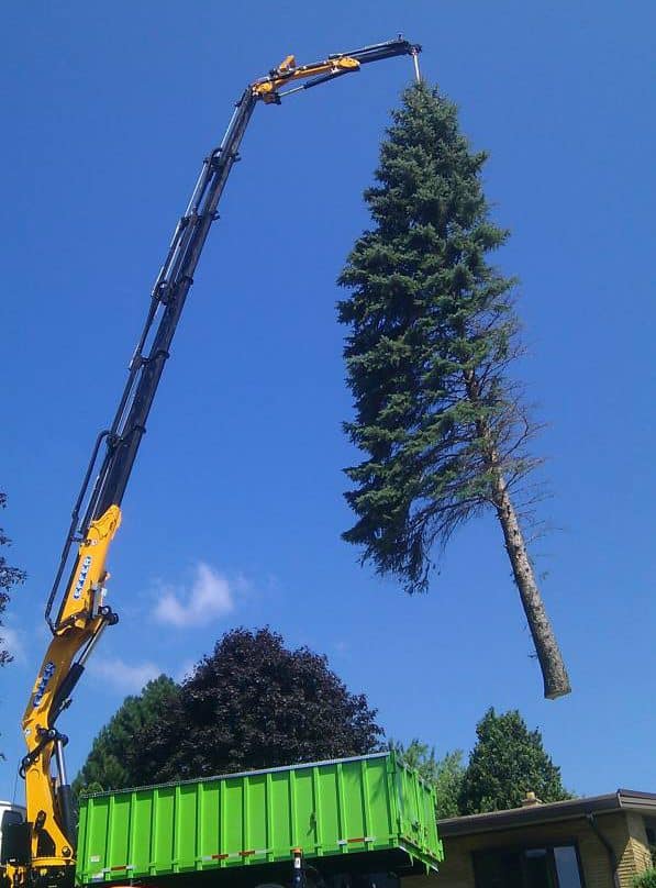 Boom lift vehicle performing a difficult tree removal.