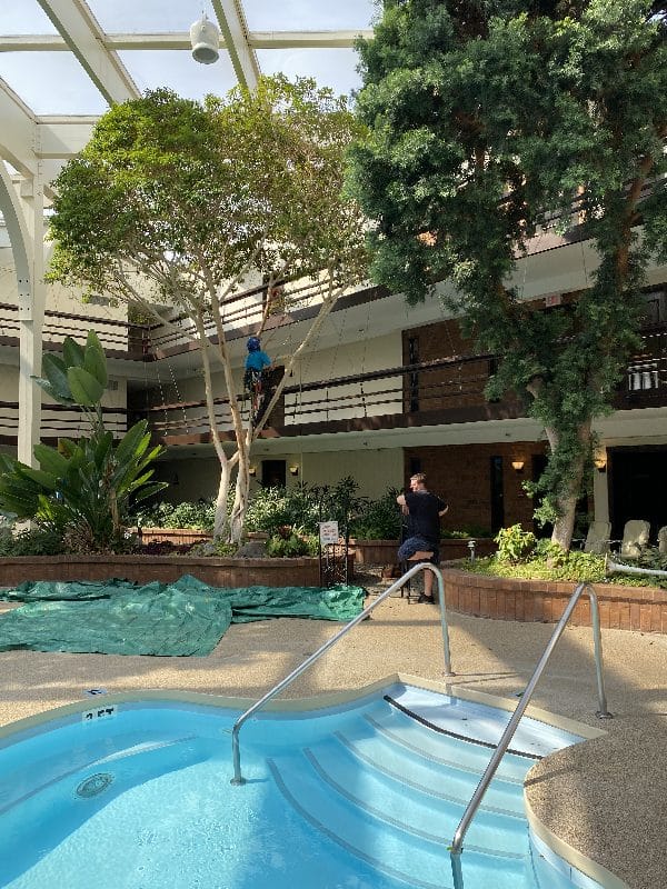 Tree trimming at a hotel indoor pool area