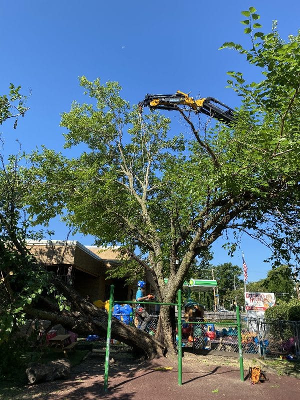 Tree removal from a day care center.