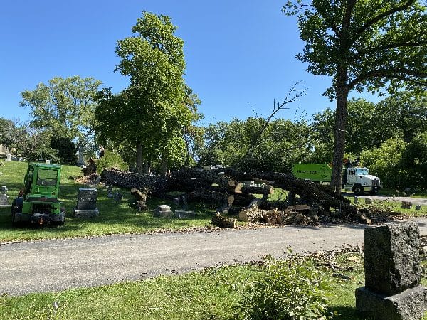 Commercial tree removal from a memorial park.