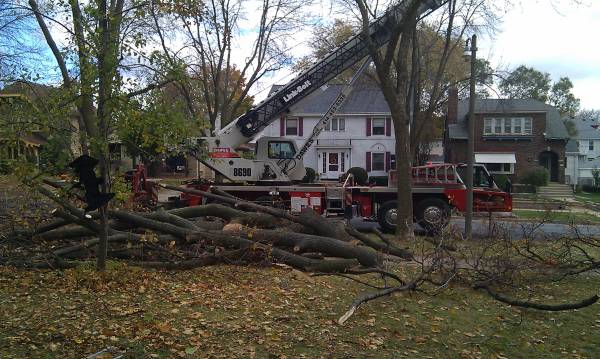 Large tree removal crane displaying a cut-and-go operation.