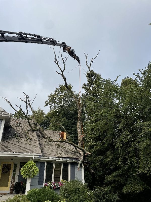 Storm damage clean-up after a tree falls onto a home.