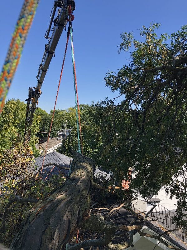 Storm damage clean-up after a tree falls onto a home.