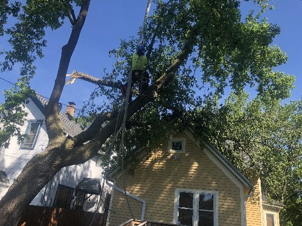 Storm damage clean-up after a tree falls onto a home.