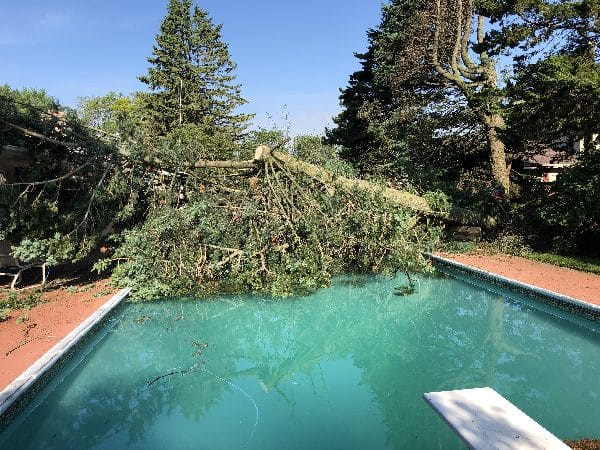 Tree falls into pool from storm damage.