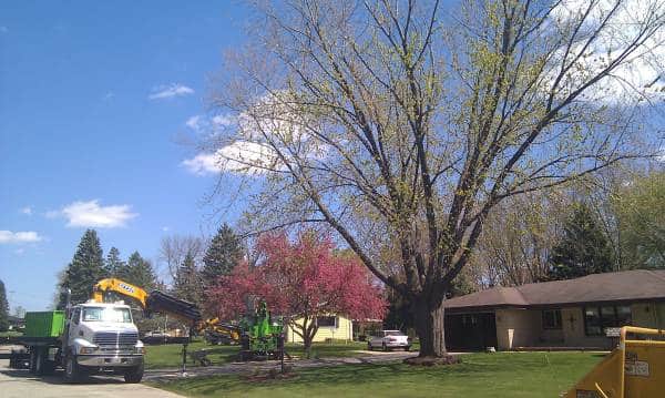 Tree trimming residential