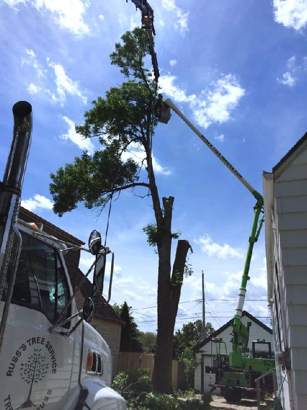 Bucket lift vehicle removing a large difficult tree.