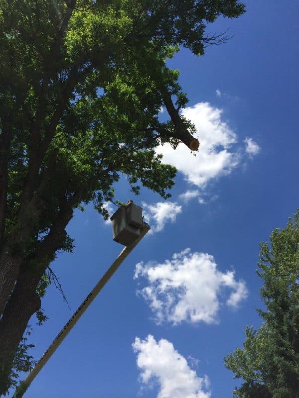 Bucket lift vehicle removing a large difficult tree.