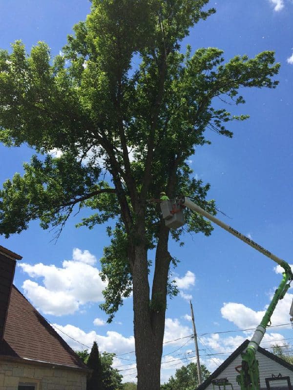 Bucket lift vehicle removing a tree close to a structure.