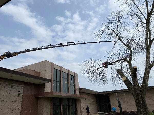 Boom lift vehicle performing a difficult tree removal.