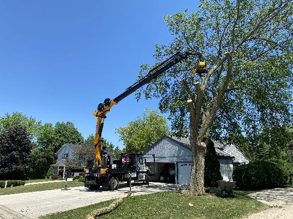 Boom lift vehicle performing a difficult tree removal.