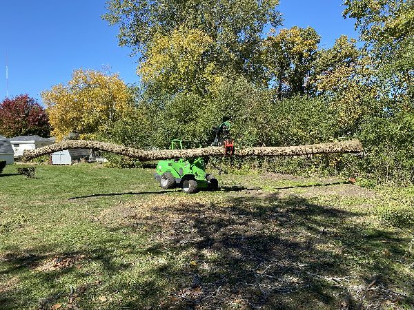 Avant loader moving a large tree.